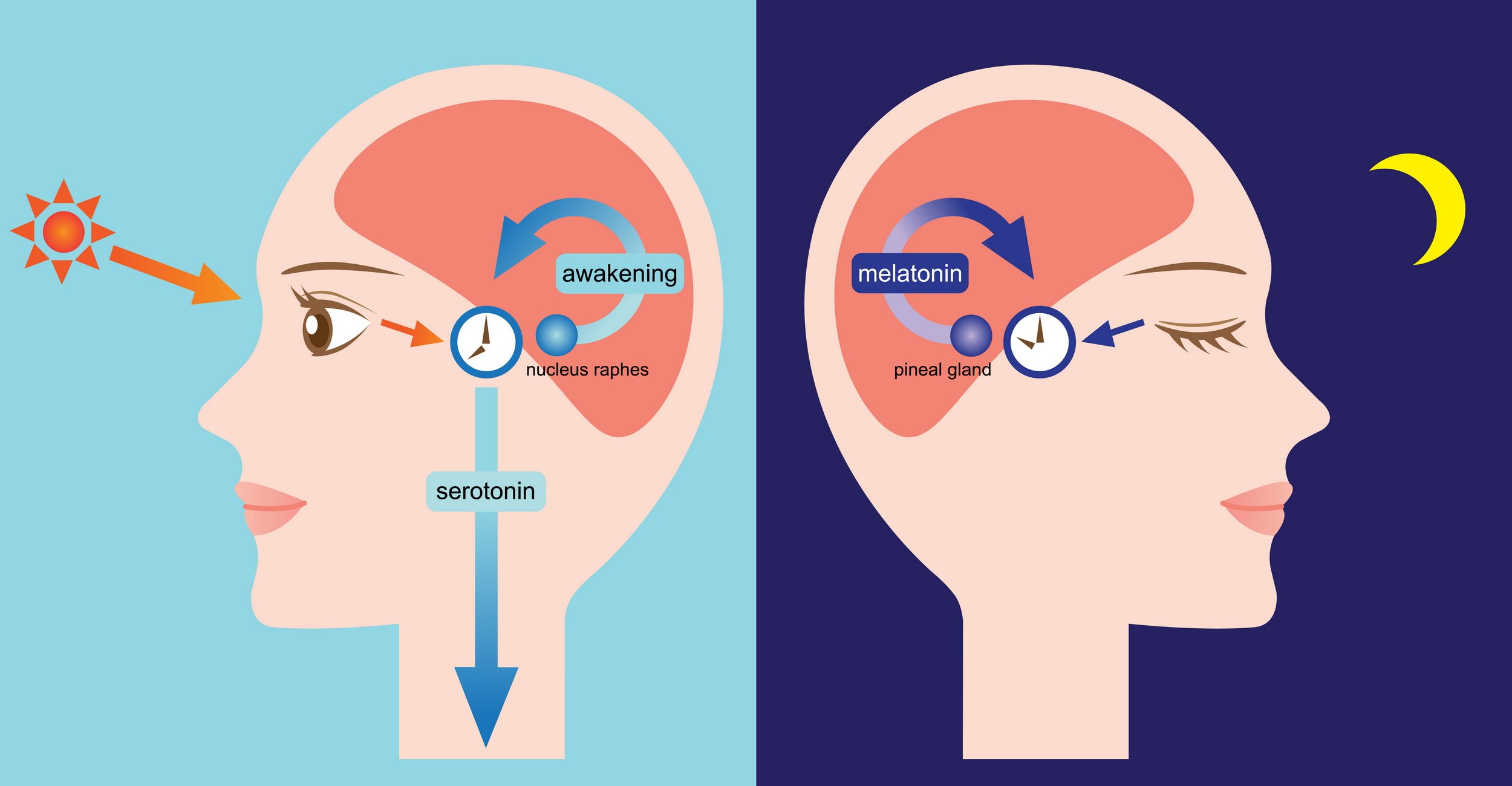 Melatonin and the sleep cycle.